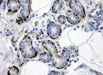 Human/Mouse/Rat ERK1/ERK2 Antibody MAB1576