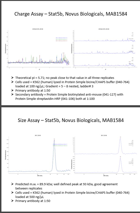 Human STAT5b Antibody MAB1584