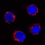 Mouse B7‑H2 Antibody MAB158
