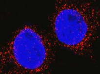 Canine IL‑6 Antibody MAB16091