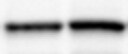 Mouse Semaphorin 6A Antibody MAB1615