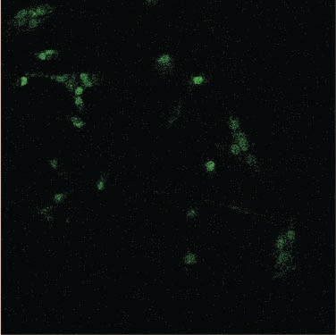 Human/Mouse/Rat/Chicken Pax7 Antibody MAB1675