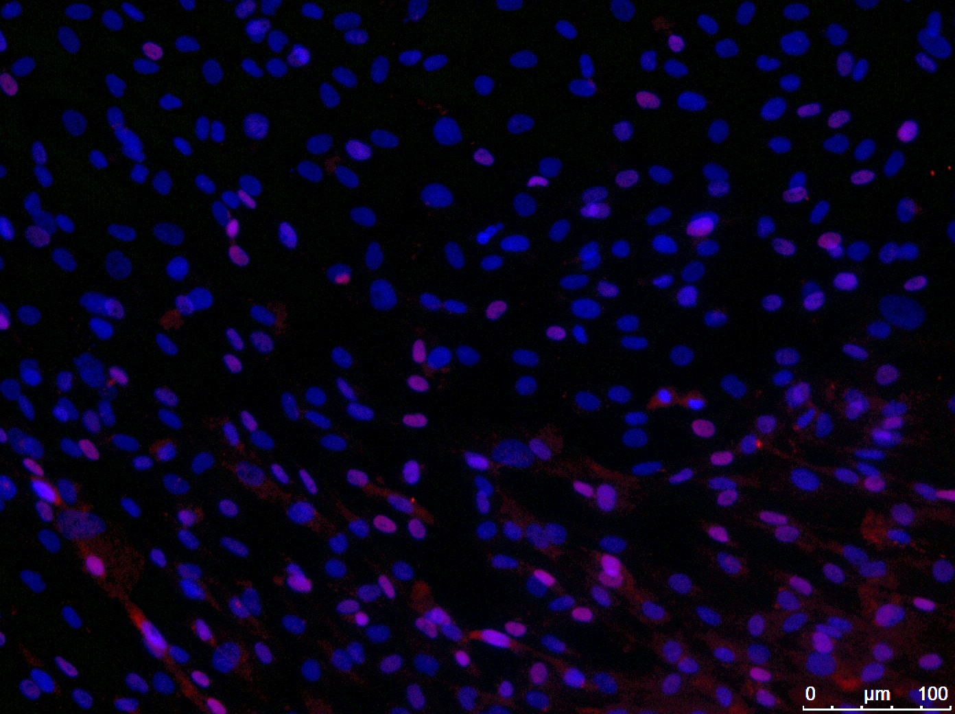 Human/Mouse/Rat/Chicken Pax7 Antibody MAB1675