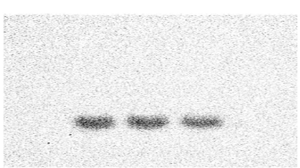 Phospho-Tyrosine Antibody MAB1676