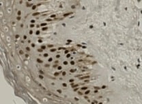 Human/Mouse/Rat HMGB1/HMG‑1 Antibody MAB16901