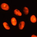 Human/Mouse HMGB1/HMG‑1 Antibody MAB16902
