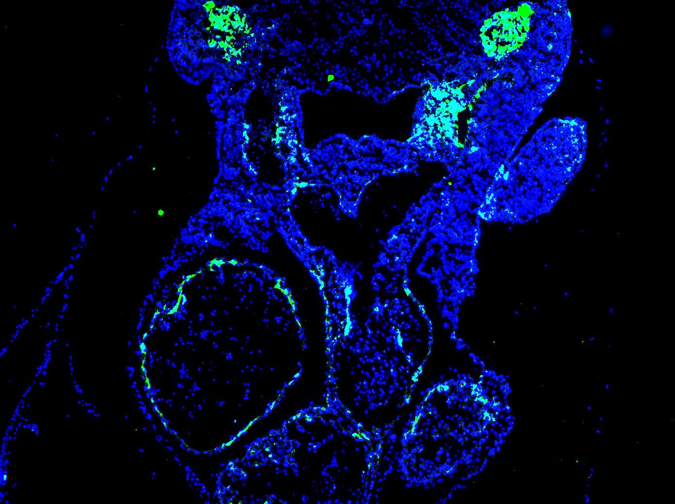 Human/Mouse Semaphorin 3C Antibody MAB1728