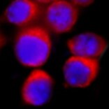 Human MIS/AMH Antibody MAB17371