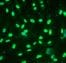 Human Oct‑4A Antibody MAB17591