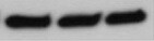 Human Oct‑4A Antibody MAB17591