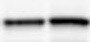 Human/Mouse Oct‑3/4 Antibody MAB1759