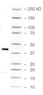 Human/Mouse Oct‑3/4 Antibody MAB1759
