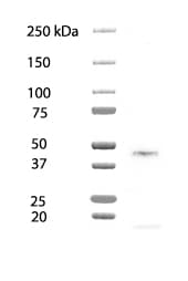 Human/Mouse Oct‑3/4 Antibody MAB1759
