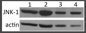 Human/Mouse/Rat JNK1 Antibody MAB1776
