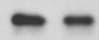 Human Integrin  beta 1/CD29 Antibody MAB17781