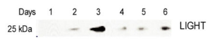 Mouse LIGHT/TNFSF14 Antibody MAB1794