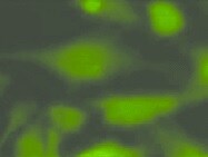 Human/Mouse/Rat STAT3 Antibody MAB1799