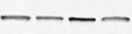Human CCR5 Antibody MAB1802