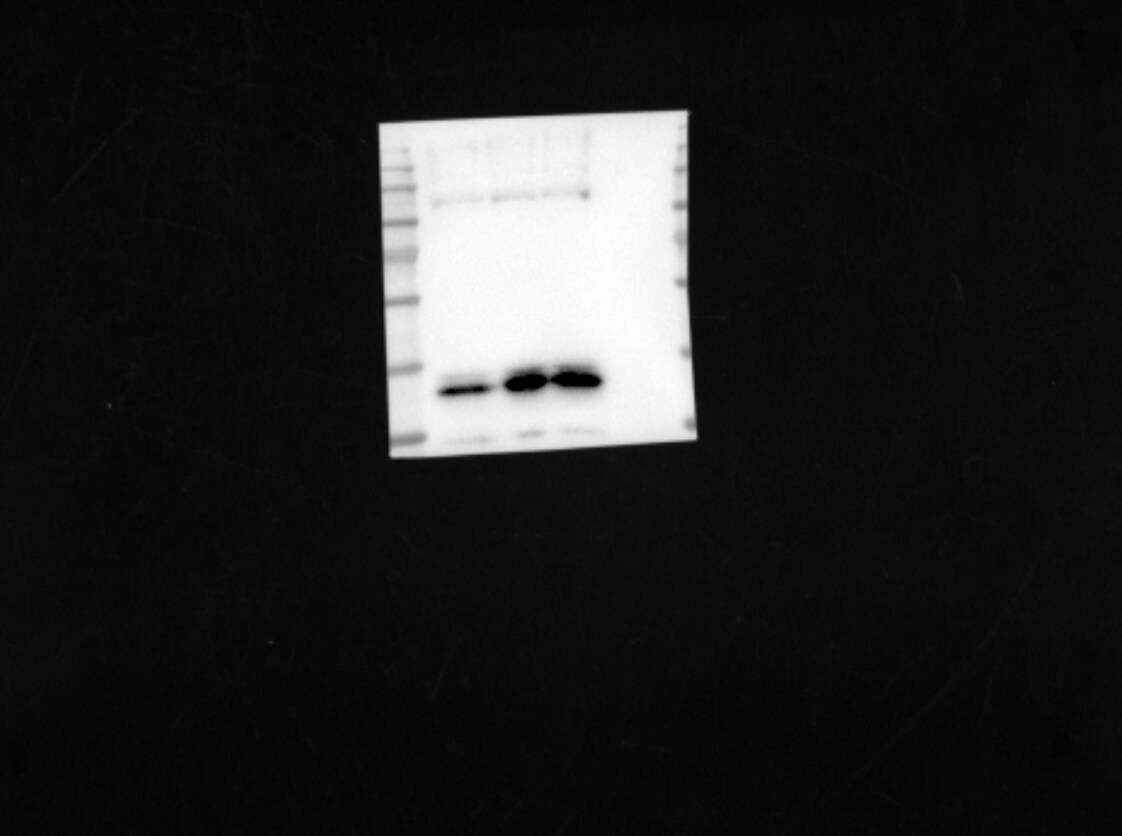 Human/Mouse Phospho-ERK1 (ERK1 T202/Y204, ERK2 T185/Y187) Antibody MAB18251