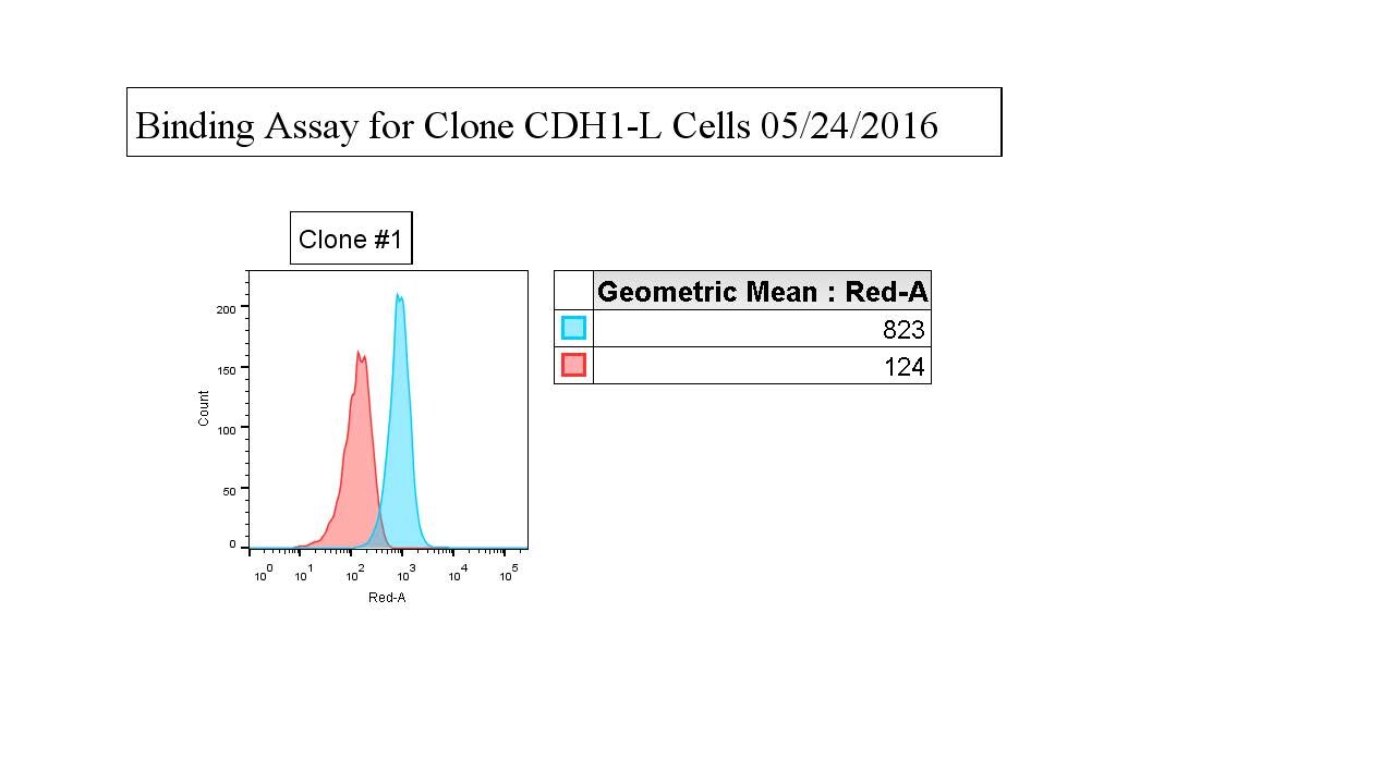 Human E‑Cadherin Antibody MAB18381