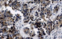 Human E‑Cadherin Antibody MAB1838