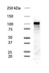 Human E‑Cadherin Antibody MAB1838