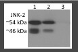 Human/Mouse/Rat JNK2 Antibody MAB1846