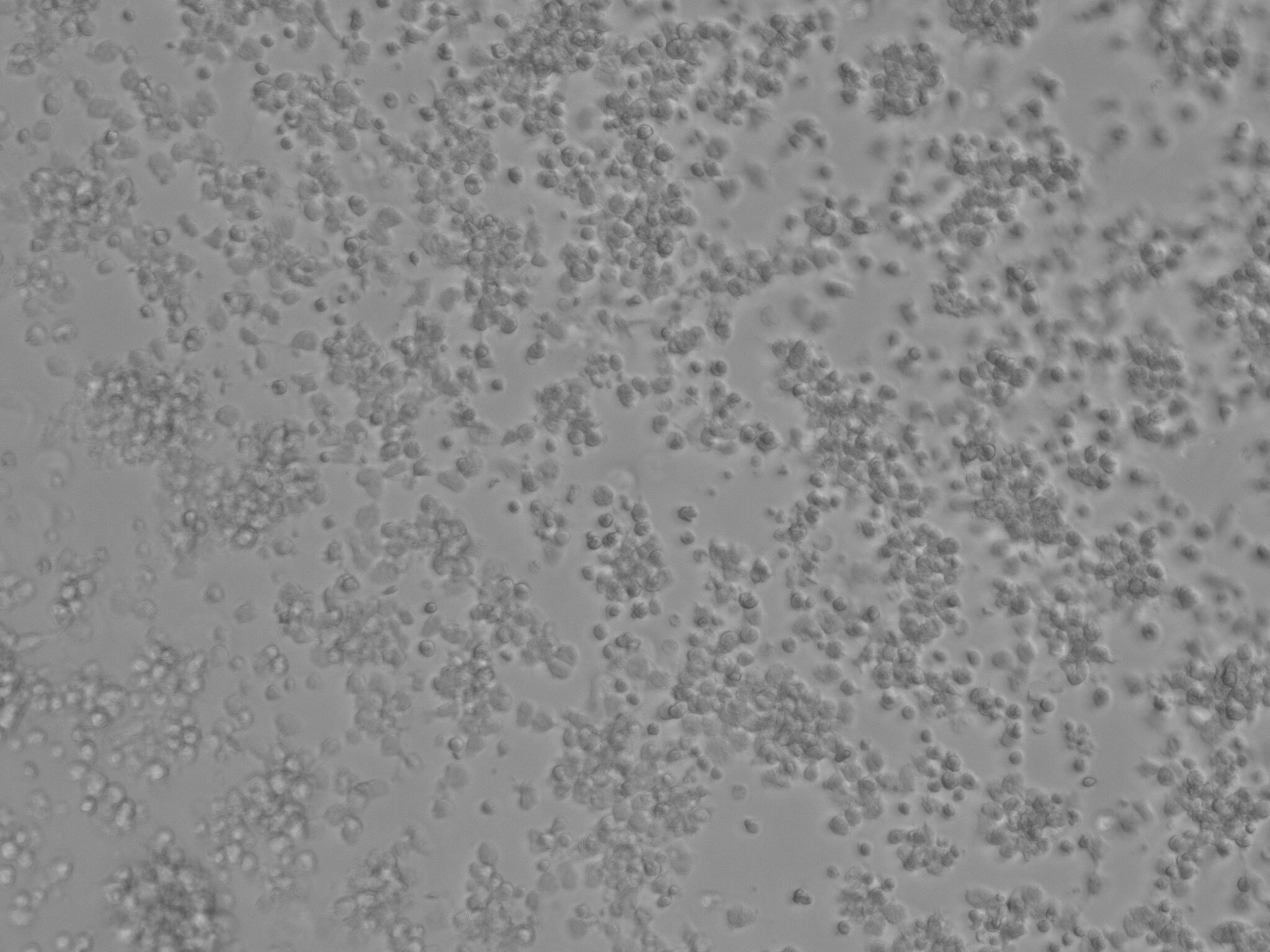 Human NKp30/NCR3 Antibody MAB18491