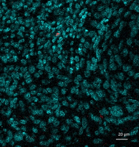 Human NKp46/NCR1 Antibody MAB1850