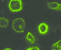 Human NKp46/NCR1 Antibody MAB1850