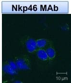 Human NKp46/NCR1 Antibody MAB1850