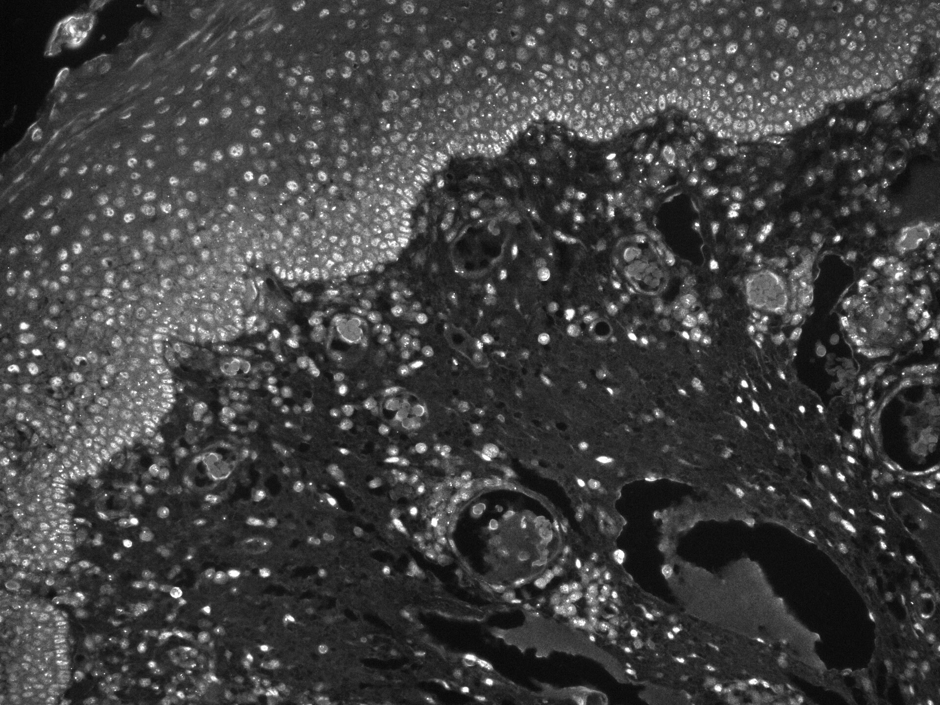 53BP1 Antibody (1285A) - Azide and BSA Free MAB18771