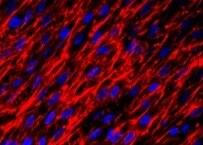 Human Fibronectin Antibody MAB19182