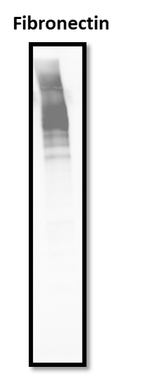 Human Fibronectin Antibody MAB1918