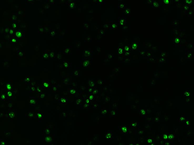 Human SOX17 Antibody MAB1924