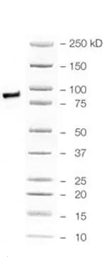 Human SOX17 Antibody MAB1924