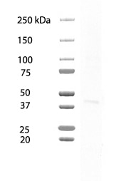 Human SOX17 Antibody MAB1924