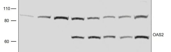 Human OAS2 Antibody MAB1925
