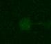 Human BCMA/TNFRSF17 Antibody MAB193
