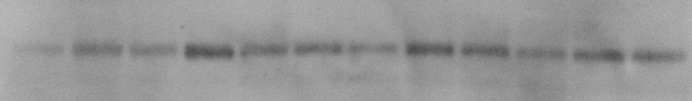 Human/Mouse Frizzled‑4 Antibody MAB194