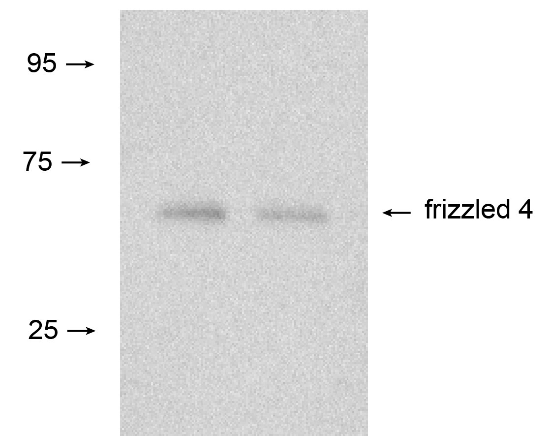 Human/Mouse Frizzled‑4 Antibody MAB194