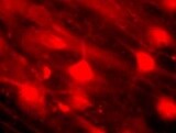 Human/Mouse Frizzled‑4 Antibody MAB194