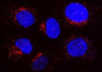 Human CD36/SR‑B3 Antibody MAB19551