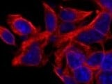 Human GDF‑11/BMP‑11 Antibody MAB19583