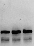 Human PKR Antibody MAB1980