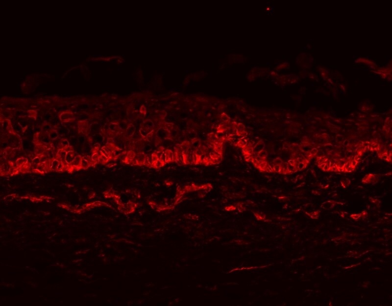 Human/Mouse Frizzled‑7 Antibody MAB1981