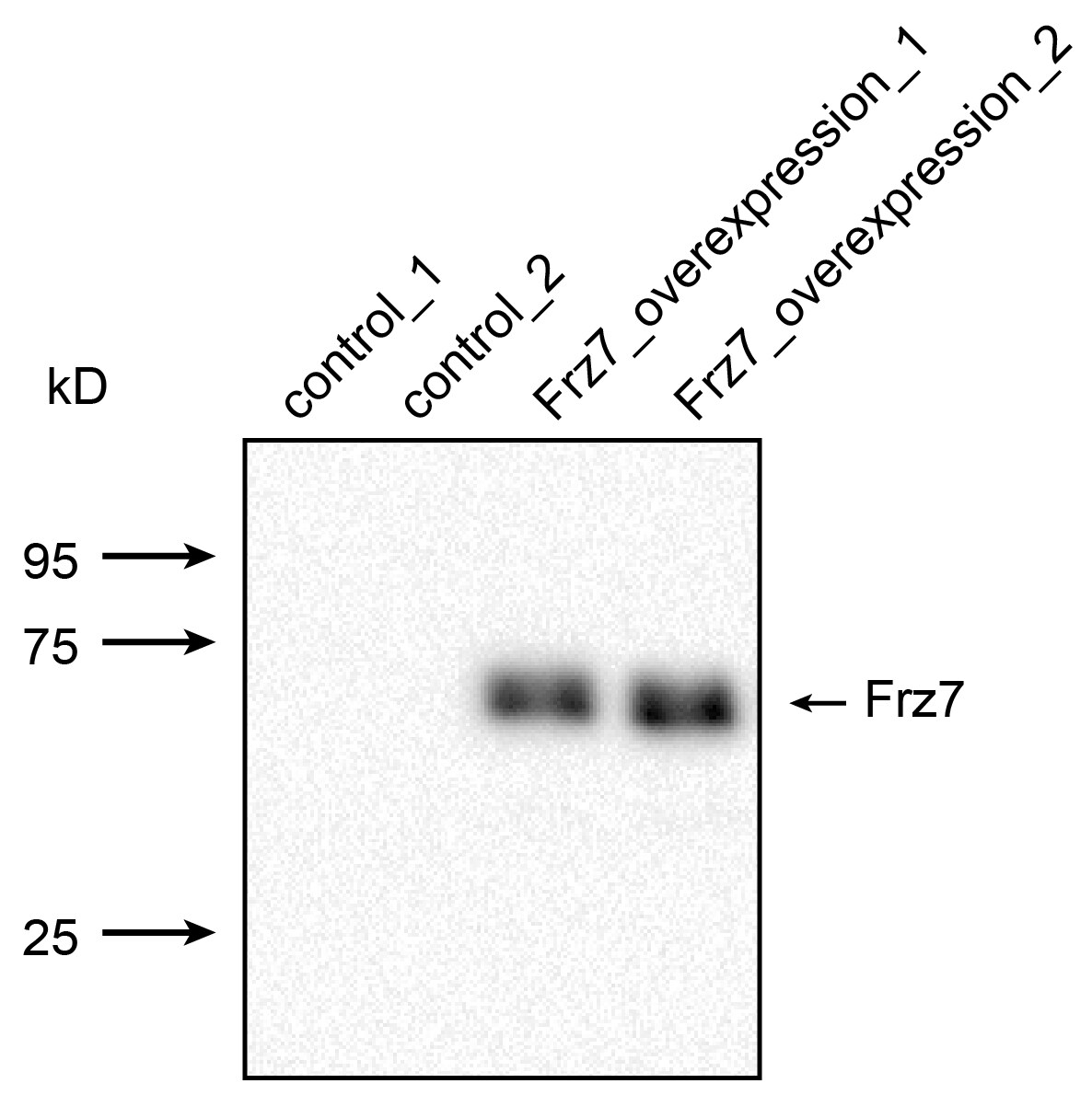 Human/Mouse Frizzled‑7 Antibody MAB1981