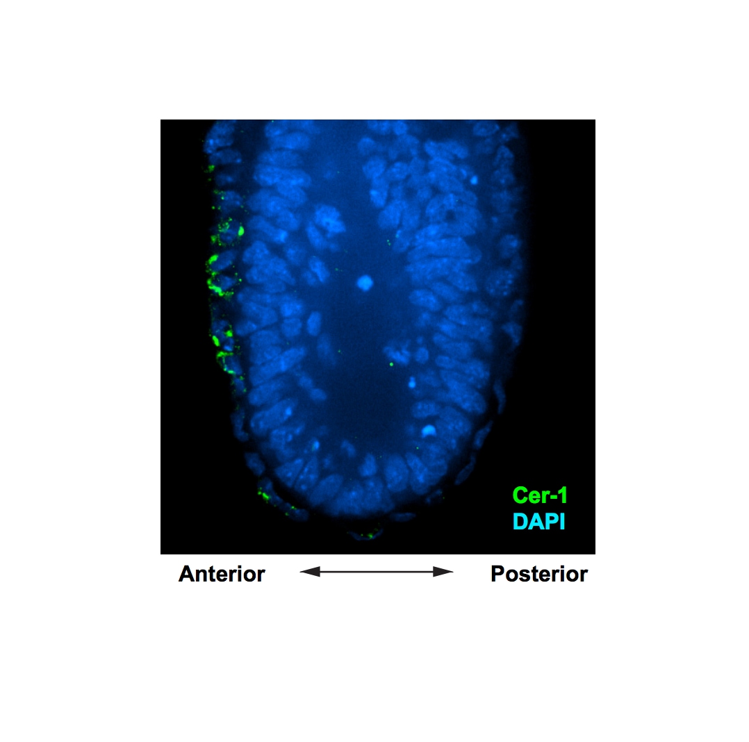 Mouse Cerberus 1 Antibody MAB1986