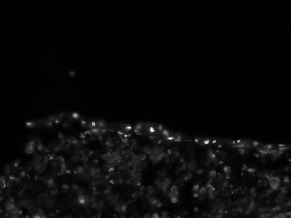 Human RUNX2/CBFA1 Antibody MAB2006