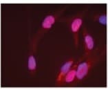 Human/Mouse/Rat SOX2 Antibody MAB2018